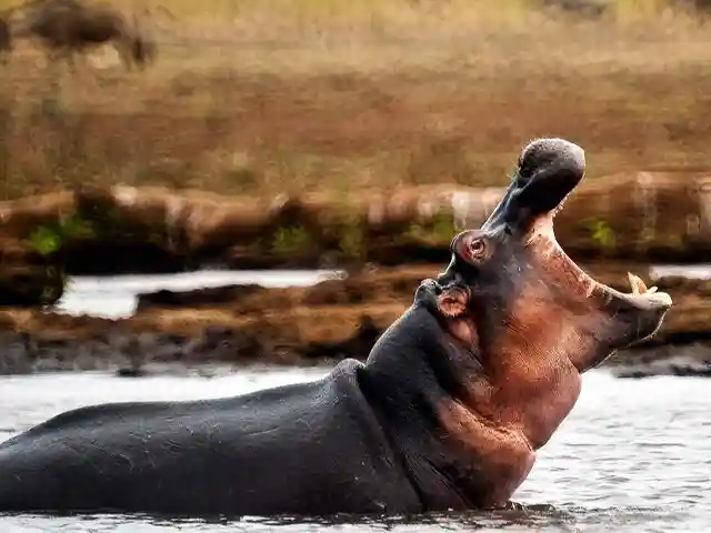 Lake Manyara National Park - Wildlife