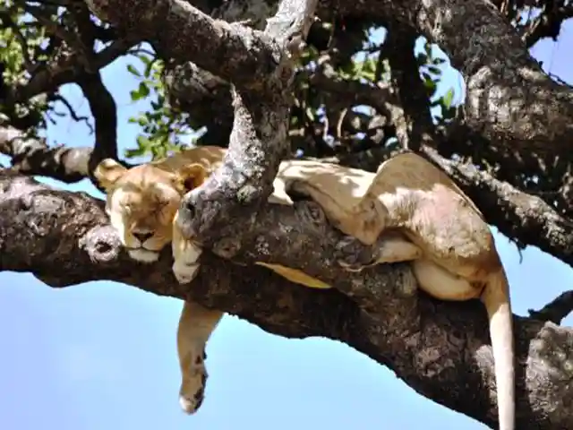 Lake Manyara National Park - Wildlife