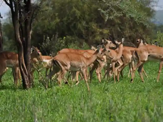 Lake Manyara National Park - Wildlife