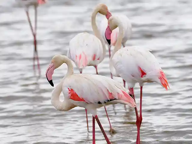 Lake Manyara National Park - Wildlife