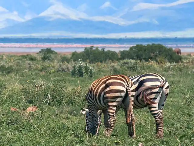 Lake Manyara National Park - Wildlife