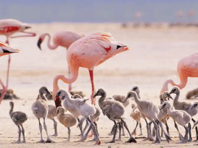Lake Natron | Oldonyo Lengai - Wildlife