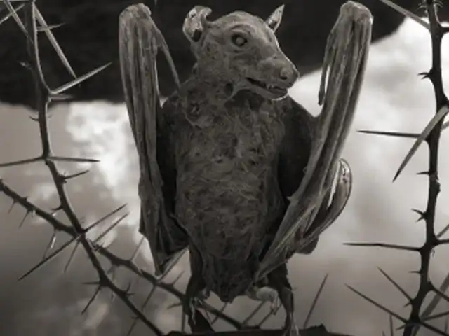 Lake Natron | Oldonyo Lengai - Wildlife