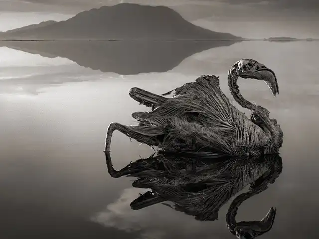 Lake Natron | Oldonyo Lengai - Wildlife