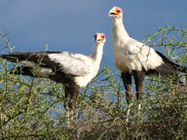 Lake Natron | Oldonyo Lengai - Wildlife