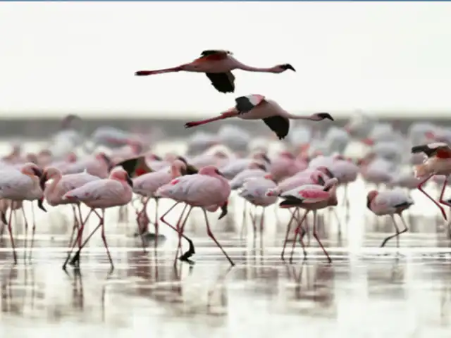 Lake Natron | Oldonyo Lengai - Wildlife