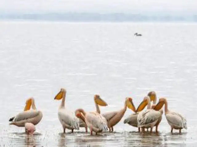 Lake Natron | Oldonyo Lengai - Wildlife