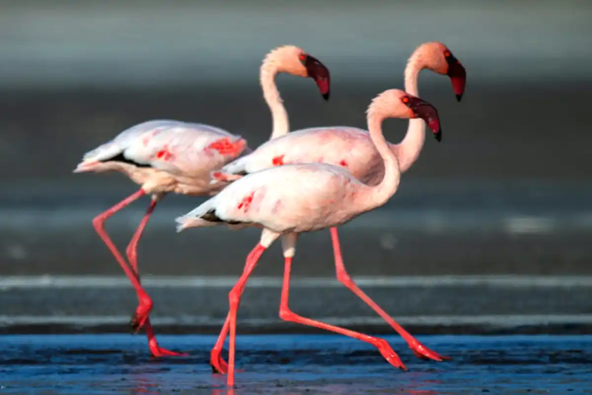 Lake Natron flamingos at sunset with Ol Doinyo Lengai volcano