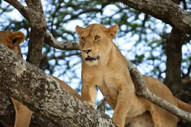 Lake Manyara National Park - Activities