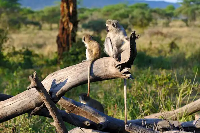 Lake Manyara National Park - Activities