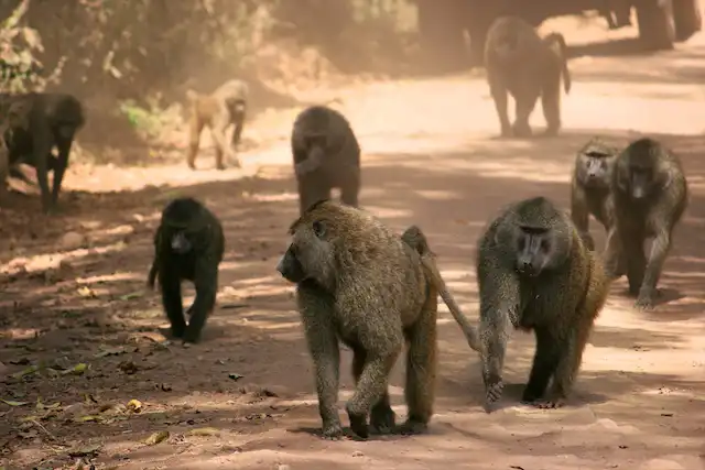 Lake Manyara National Park - Activities
