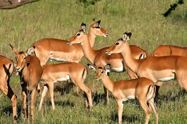 Lake Manyara National Park - Activities