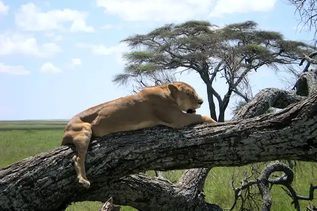 Lake Manyara National Park - Activities