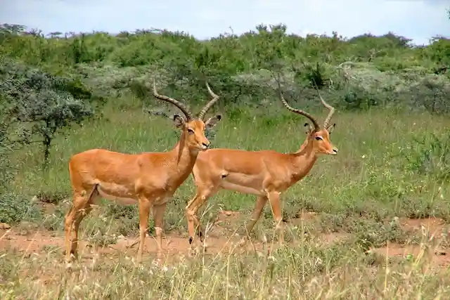 Lake Manyara National Park - Activities