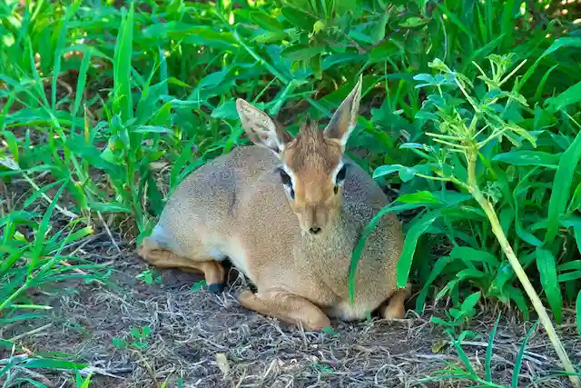 Lake Manyara National Park - Activities
