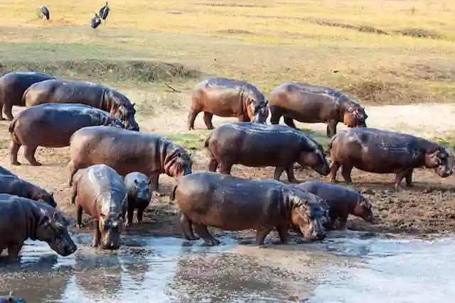 Lake Manyara National Park - Activities