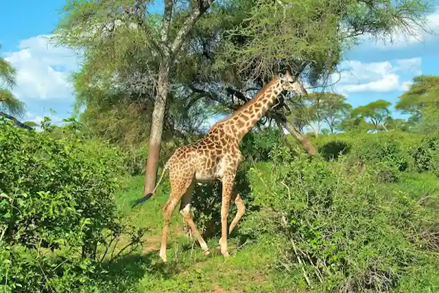 Lake Manyara National Park - Activities
