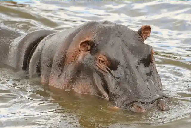 Lake Manyara National Park - Activities