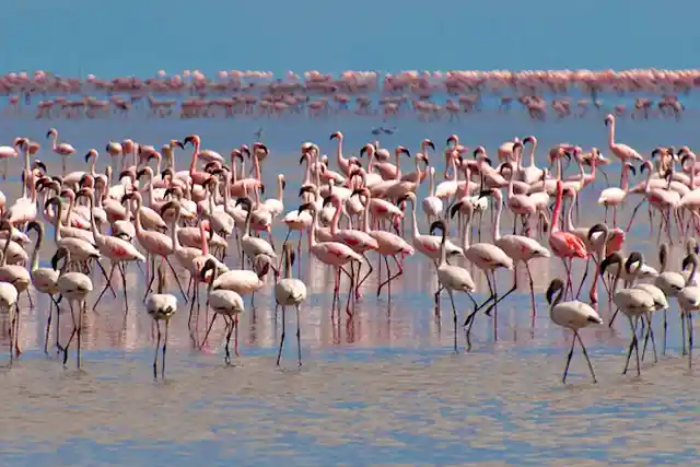 Lake Manyara National Park - Activities
