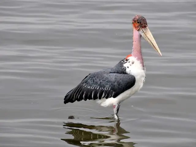Lake Natron | Oldonyo Lengai - Activities