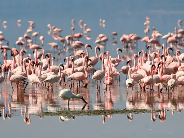 Lake Natron | Oldonyo Lengai - Activities