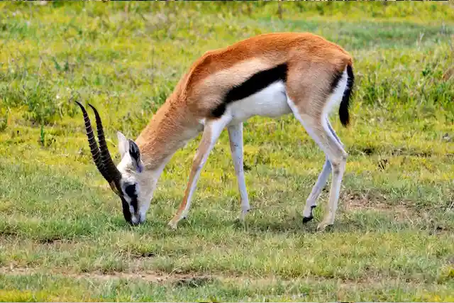 Ngorongoro Crater - Activities