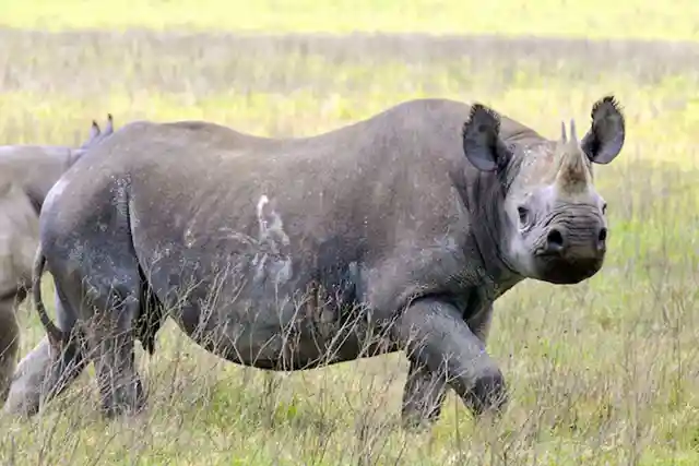 Ngorongoro Crater - Activities
