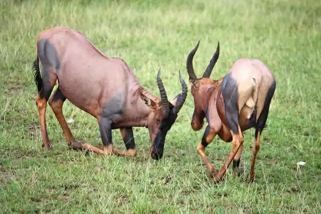 Ngorongoro Crater - Activities