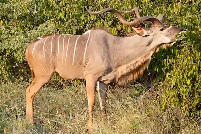 Ngorongoro Crater - Activities