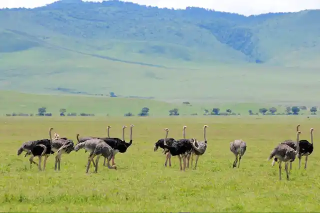 Ngorongoro Crater - Activities