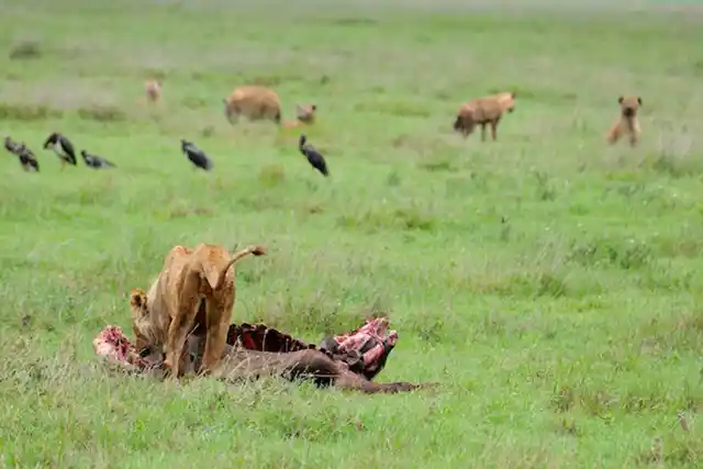 Ngorongoro Crater - Activities