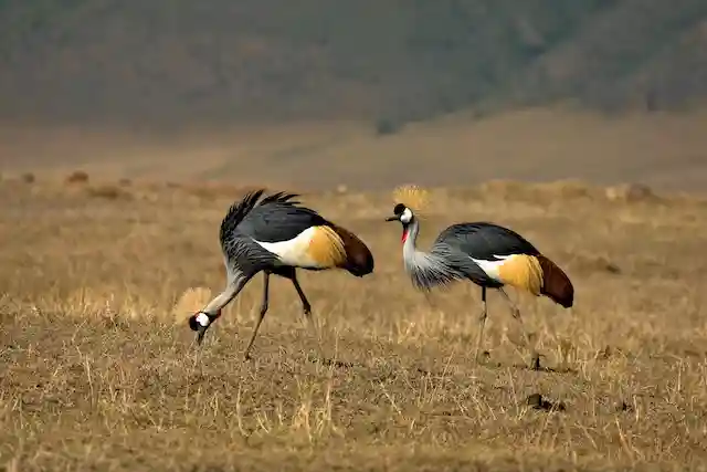 Ngorongoro Crater - Activities