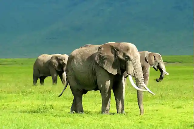 Ngorongoro Crater - Activities