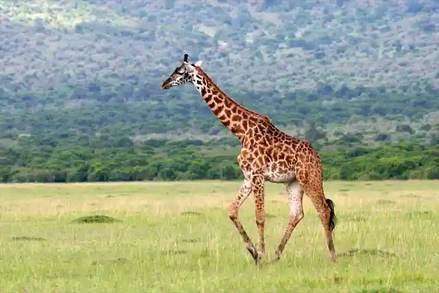 Ngorongoro Crater - Activities