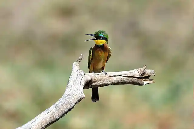 Ngorongoro Crater - Activities