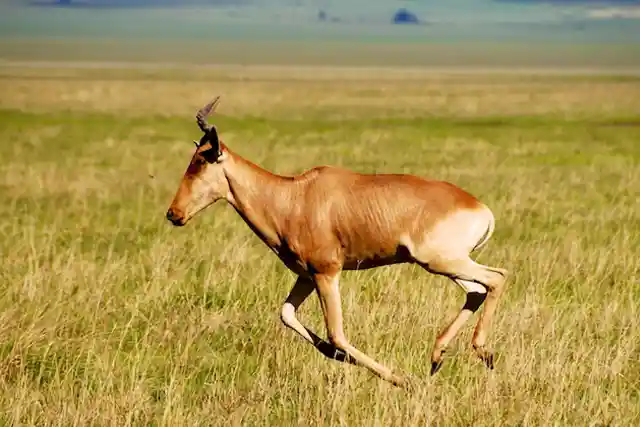 Ngorongoro Crater - Activities