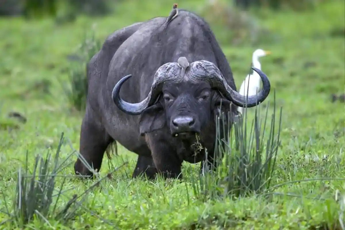Ngorongoro Crater - Wildlife