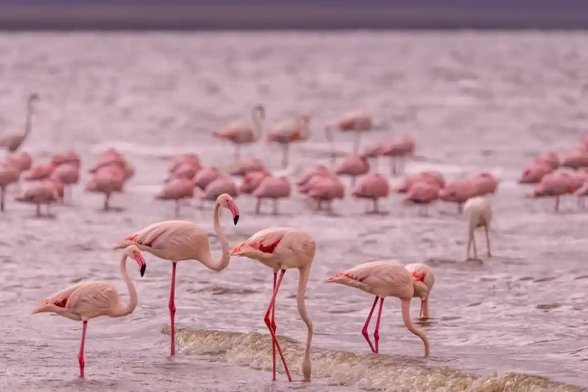 Ngorongoro Crater - Wildlife