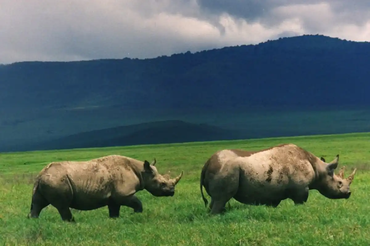 Ngorongoro Crater - Wildlife