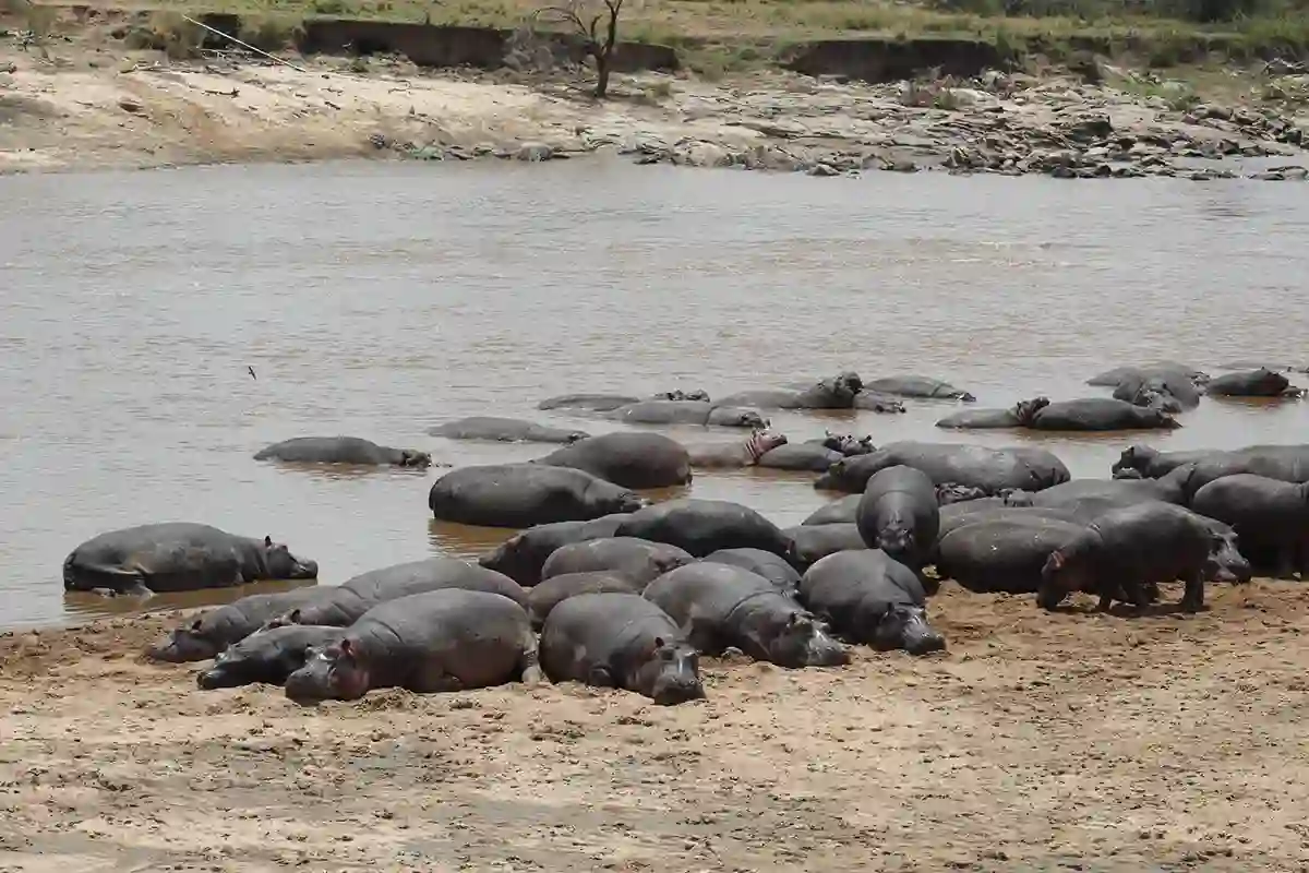 Ngorongoro Crater - Wildlife