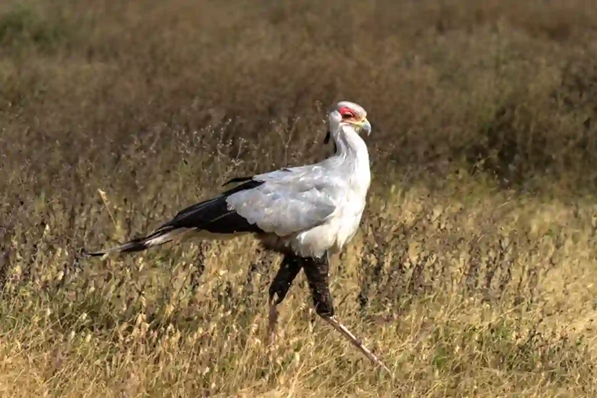 Ngorongoro Crater - Wildlife