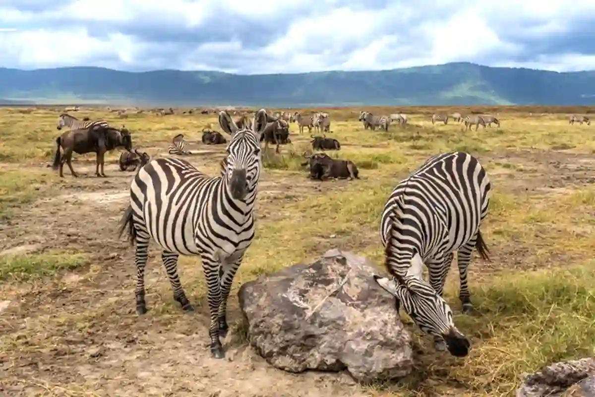 Ngorongoro Crater - Wildlife