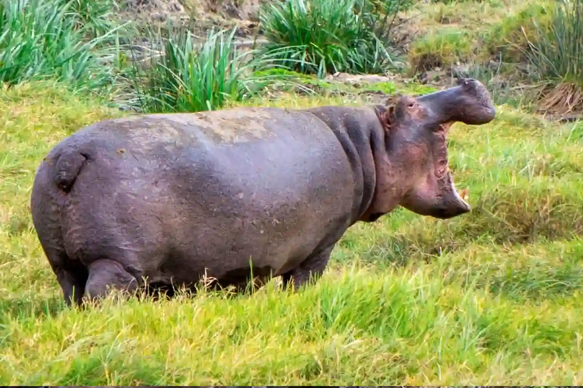 Ngorongoro Crater