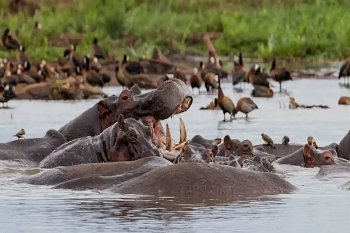 Ngorongoro Crater landscape with wildlife on crater floor