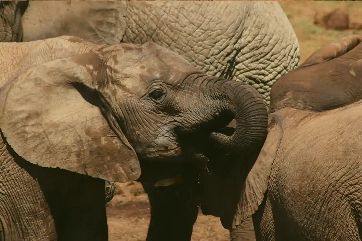4 Days Best Family Safari from Arusha - 4 Day Tanzania Family Safari 2026