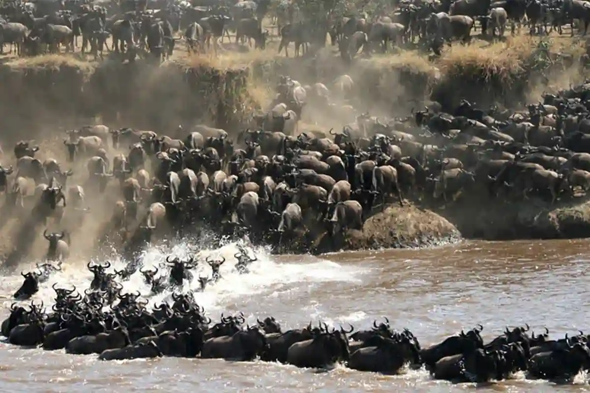 4 Days Budget Great Migration Safari