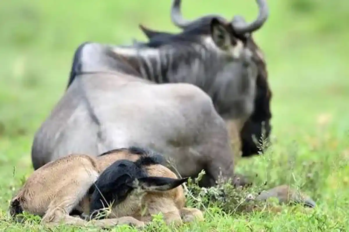 4 Days December to March Calving Season Safari - Calving Season Safari Tanzania 2026