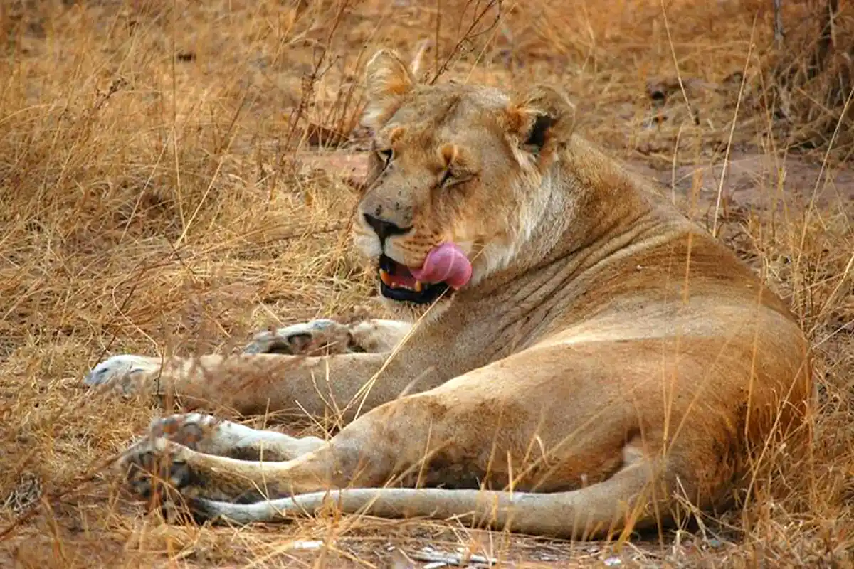 4 Days Family Holidays Safari Starting Arusha - 4 Day Tanzania Family Safari 2026