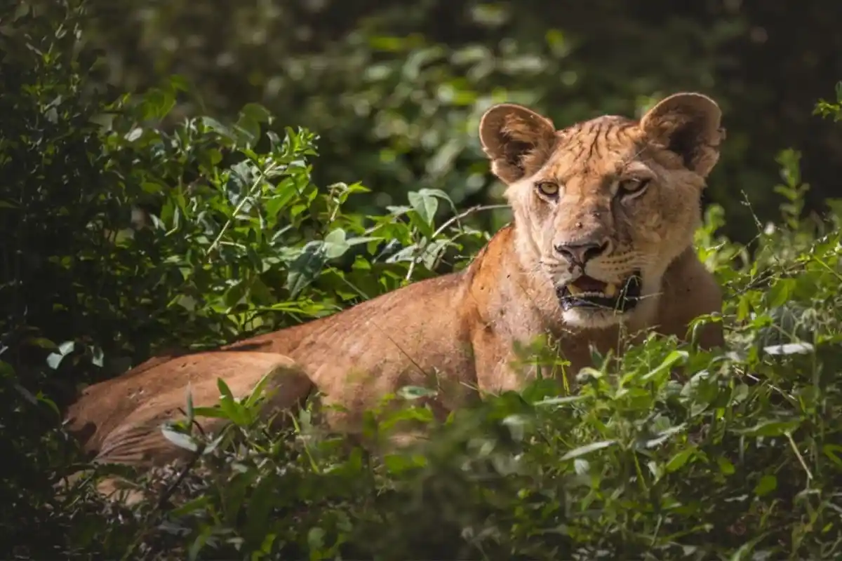4 Days Family Luxury Safari Serengeti - 4 Day Tanzania Family Safari 2026