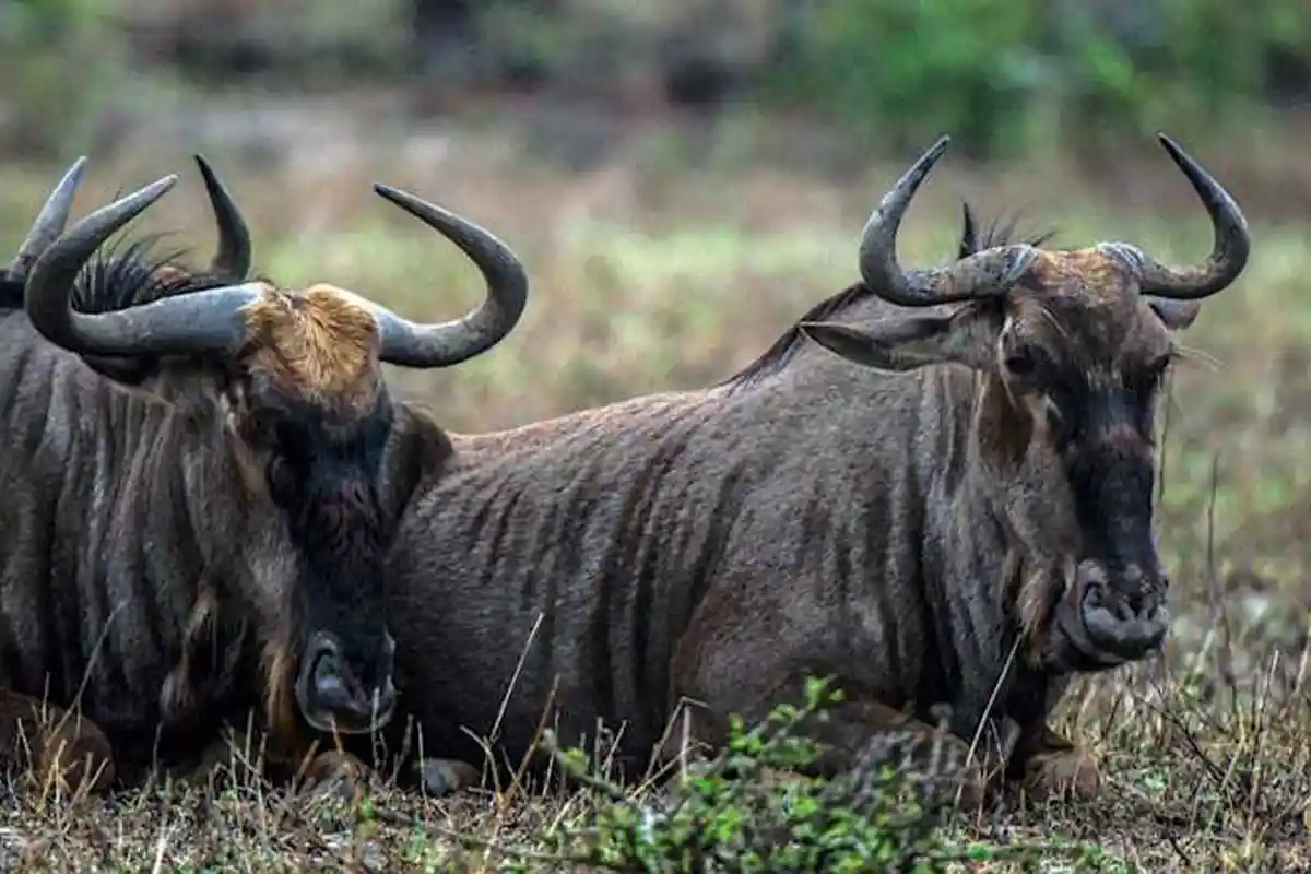 4 Days Kilimanjaro Lake Manyara Safari